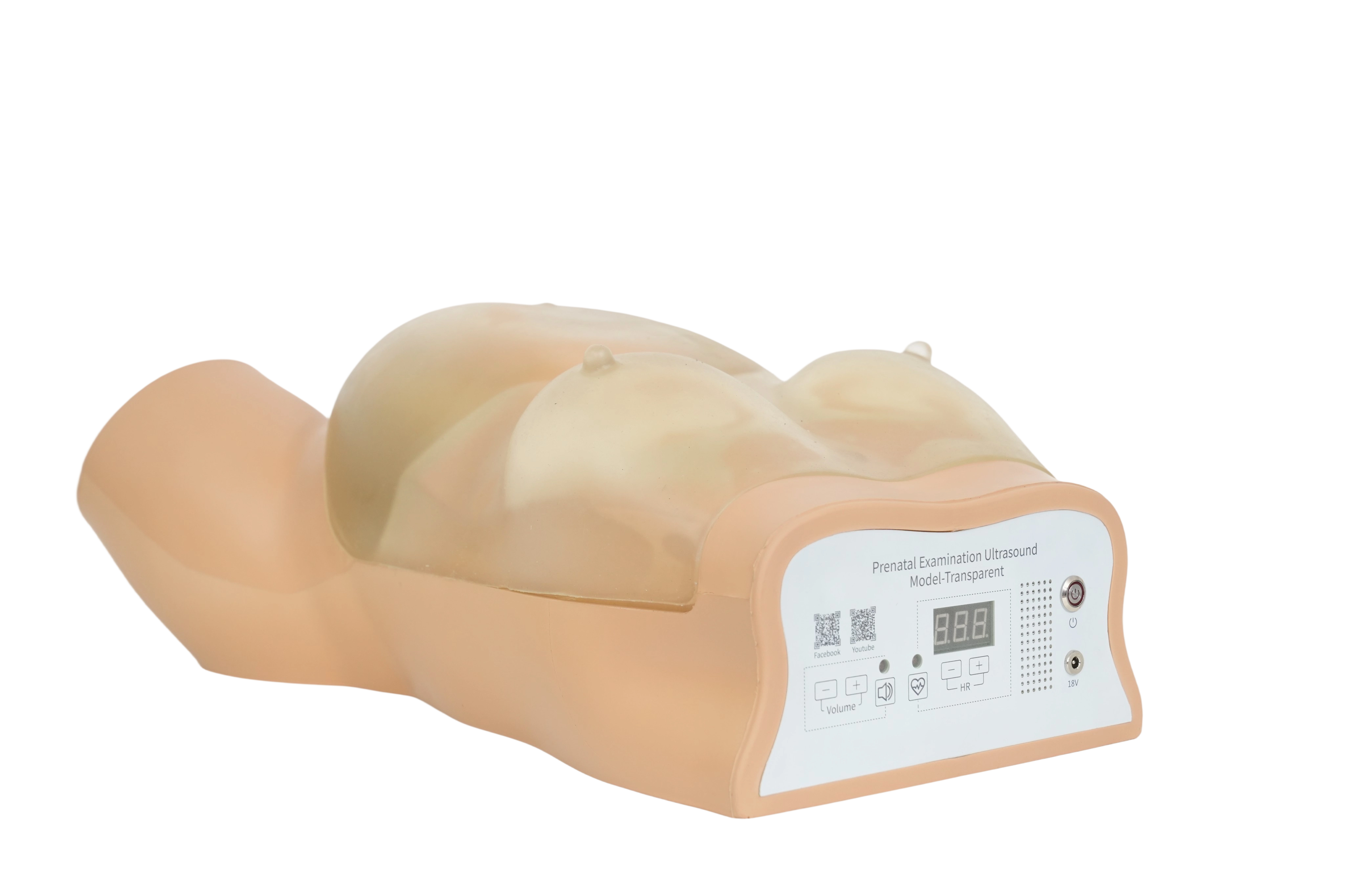 Prenatal Examination Ultrasound Model-Transparent
